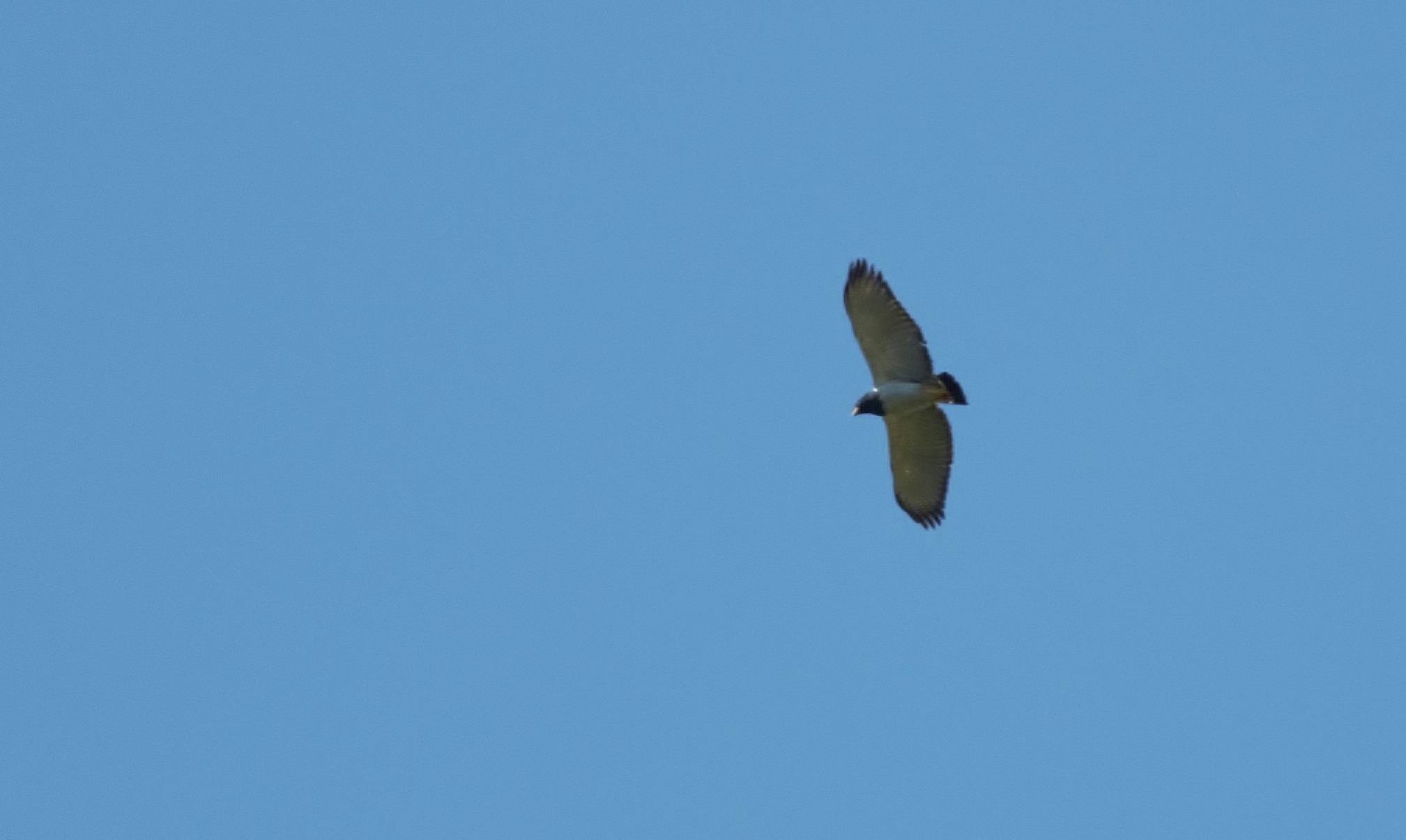 Barred Hawk